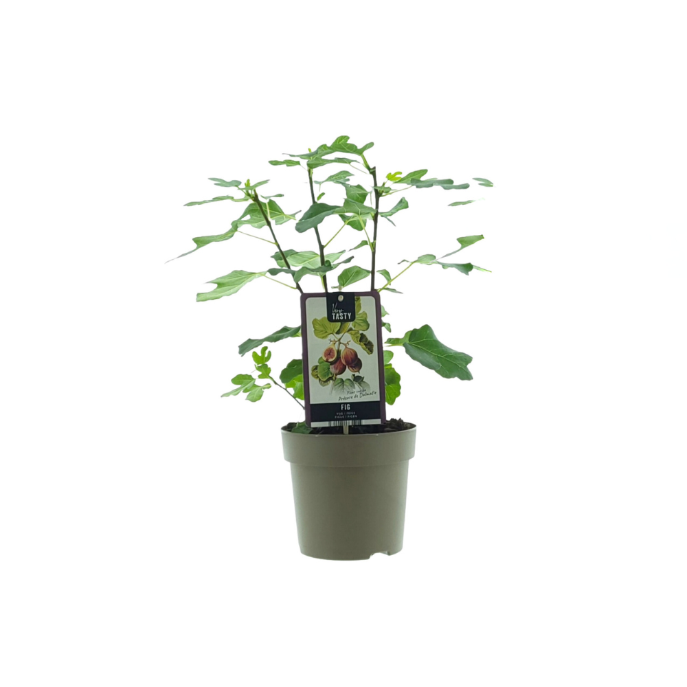 Ficus Precose de Dalmatie Ø15cm Wys.40cm Roślina Doniczkowa