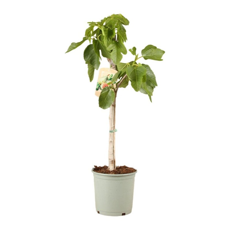 Figuier 80/100cm Pot 10L - Ficus carica - 3