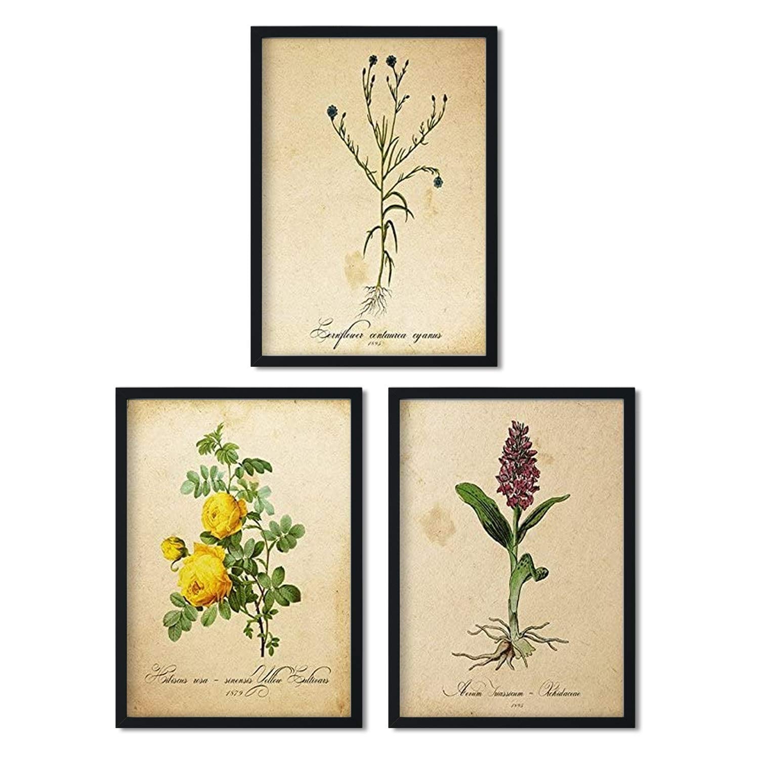 Pack de láminas sense posters con imágenes de botánica alta calidad
