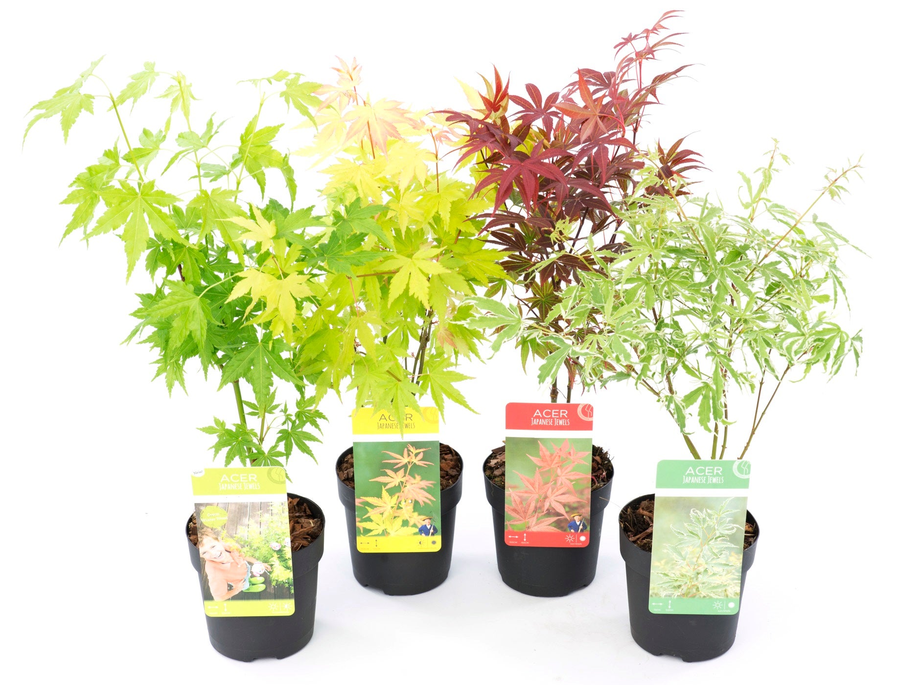 Érable du Japon - Set de 4 - Acer palmatum - Hauteur 25-40cm - ⌀10,5cm - 6