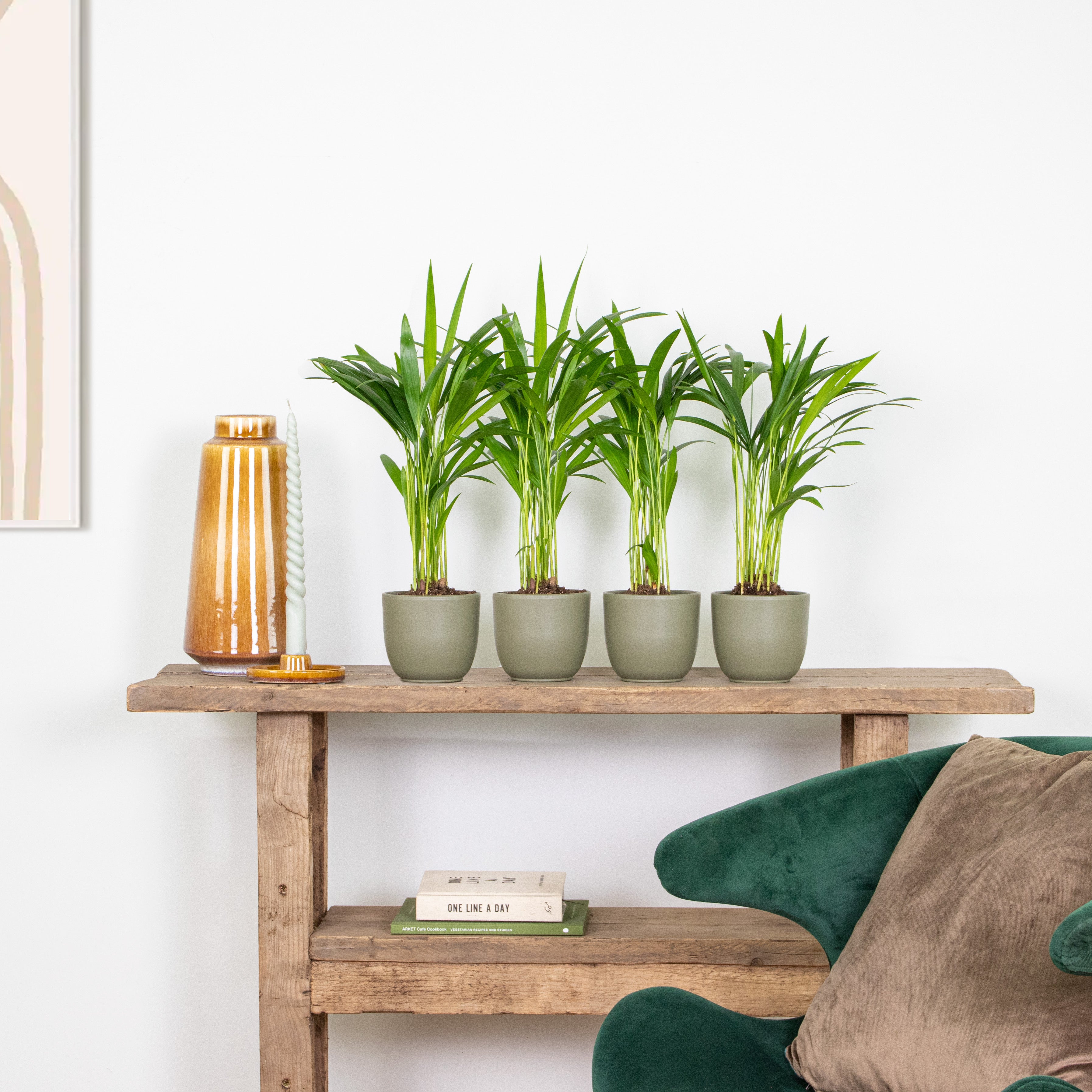 Lot de 4 - Dypsis Lutescens - Palmier Areca - Plantes d’intérieur - H. 20-30 cm - P. 10,5 cm - 4