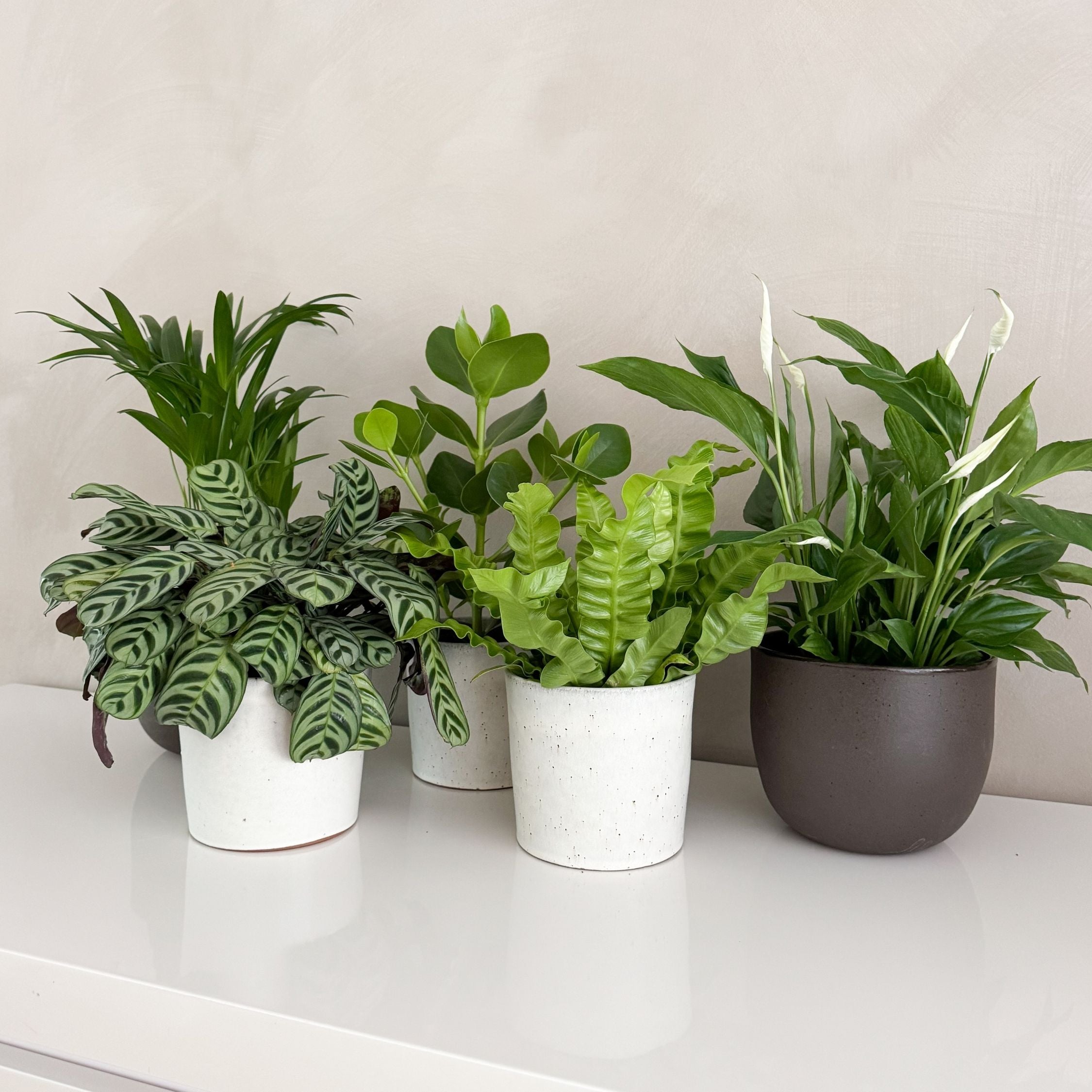 Impianti di purificazione dell'aria - 5 Pezzi - Altezza 25-40cm - ⌀12cm - 3