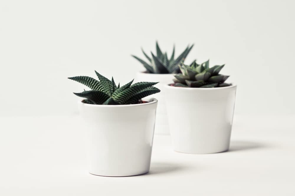 Zestaw 2x doniczka donica osłonka ceramiczna na kwiaty rośliny biała fi 9cm - KOTARBAU - 3