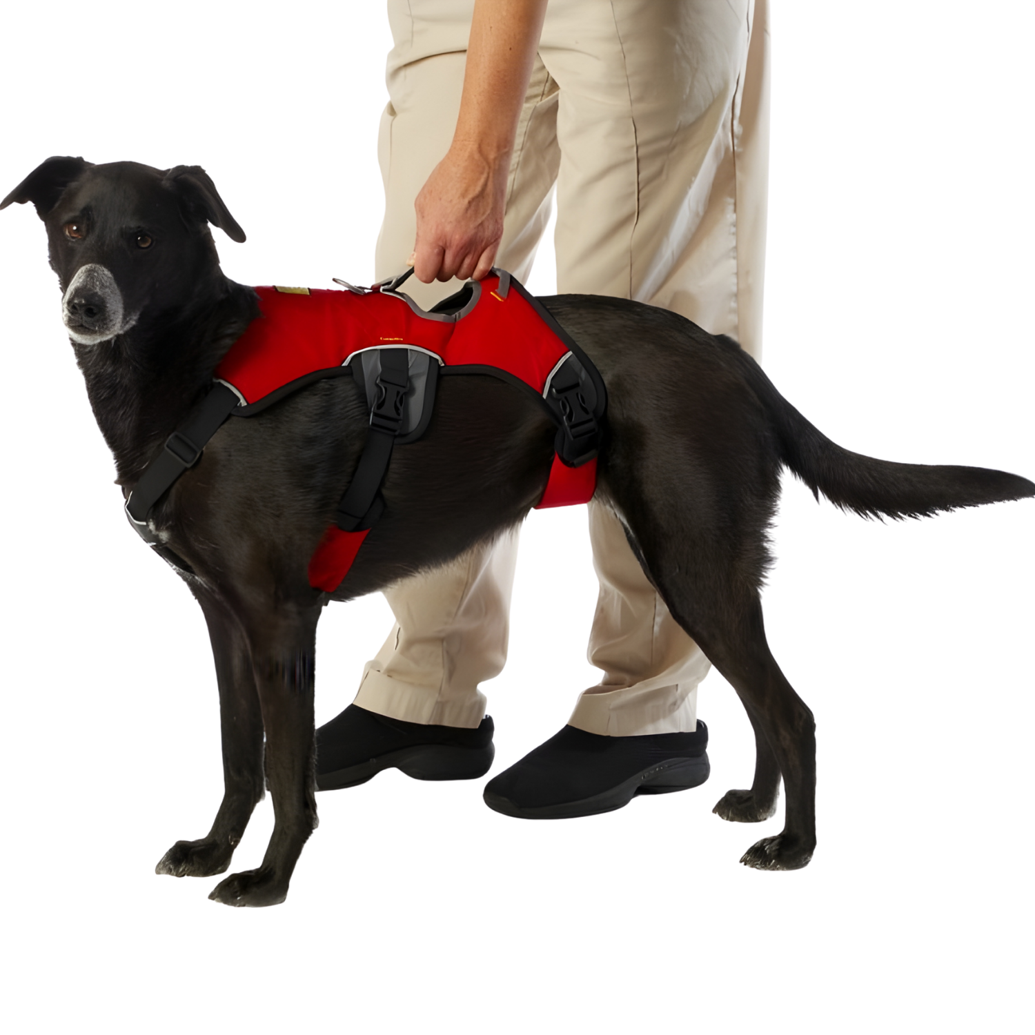 Arnés De Seguridad Para Perros En Coche | Acolchado Y Ajustable | Para Razas Medianas Y Grandes | Hasta 45 Kg