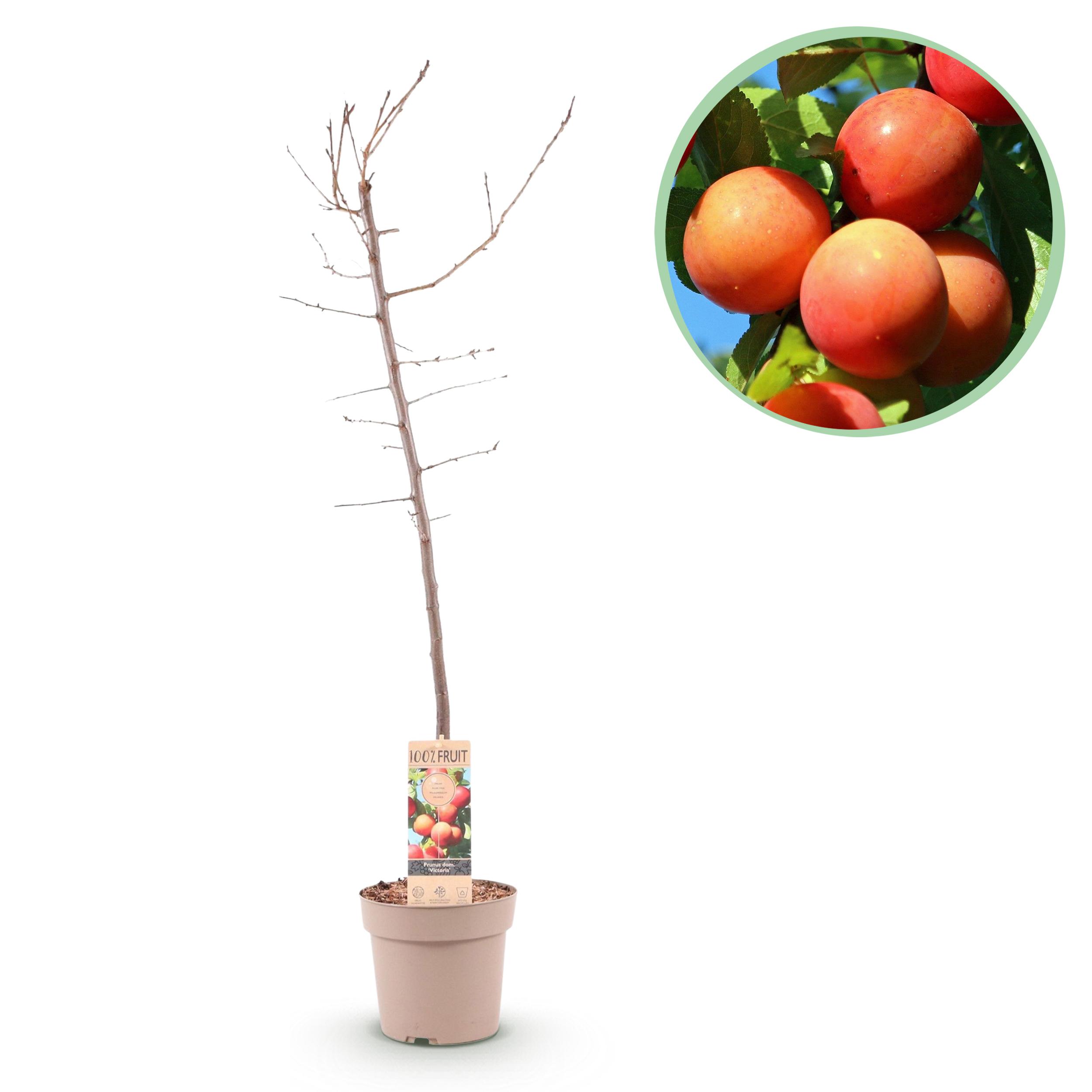 Prunus domestica Victoria – Śliwa – Czerwona śliwka – Doniczka 21 cm – Wysokość 90 cm