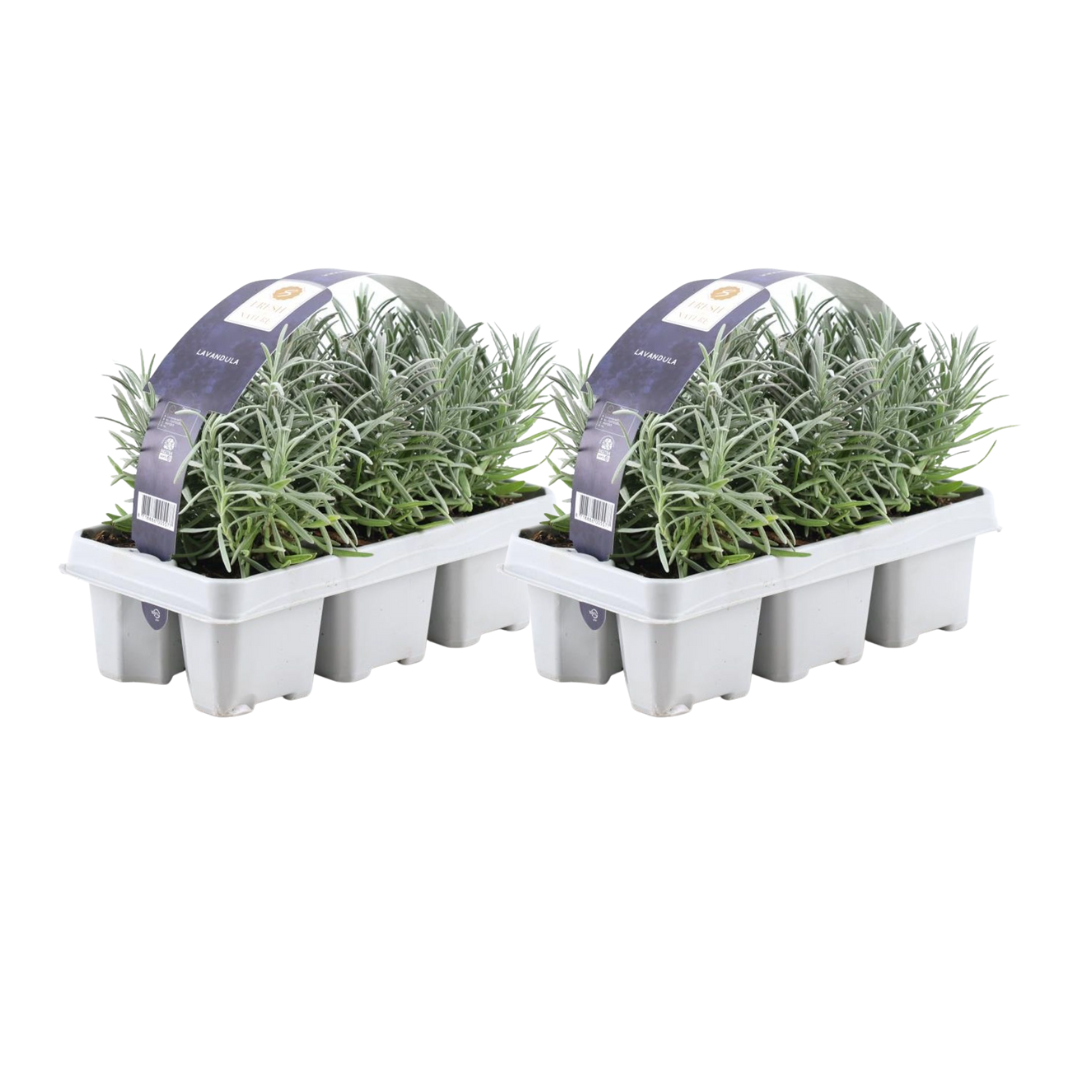 2x Set da 6 Lavandula angustifolia – Vaso Ø7 cm – Altezza 15 cm – Profumata e resistente - 2
