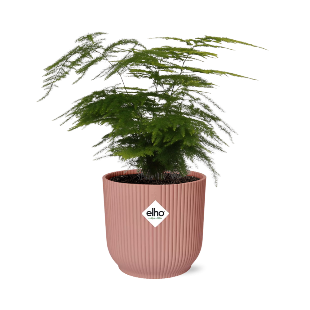 Asparagus Plumosus w doniczce ELHO Vibes Fold 14cm różowej – Dekoracyjna paproć domowa