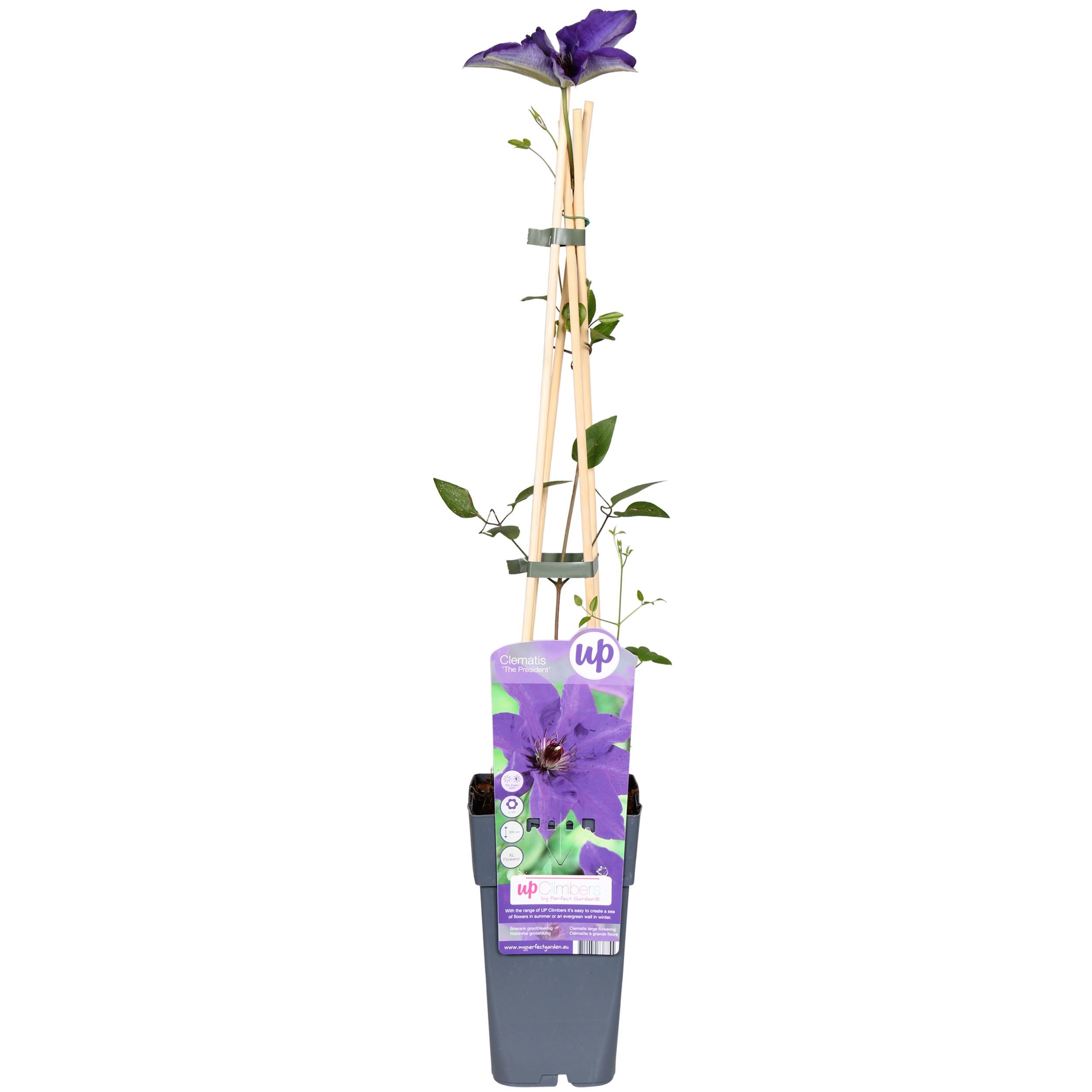 Clematis The President - Powojnik fioletowy pnący - Doniczka Ø15cm - Wys. 65cm