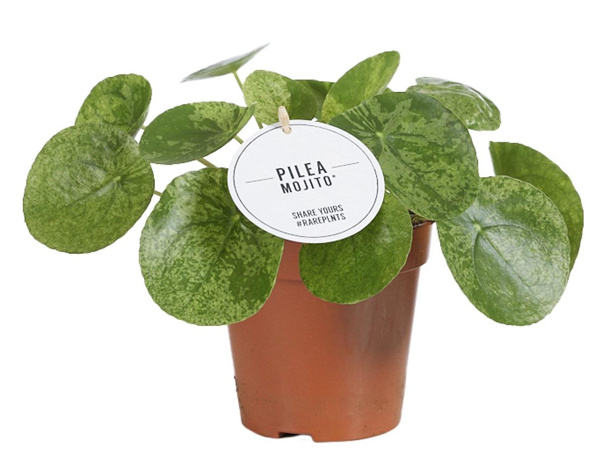 Pilea Mojito - Roślina doniczkowa dekoracyjna - Doniczka Ø13cm - H20cm