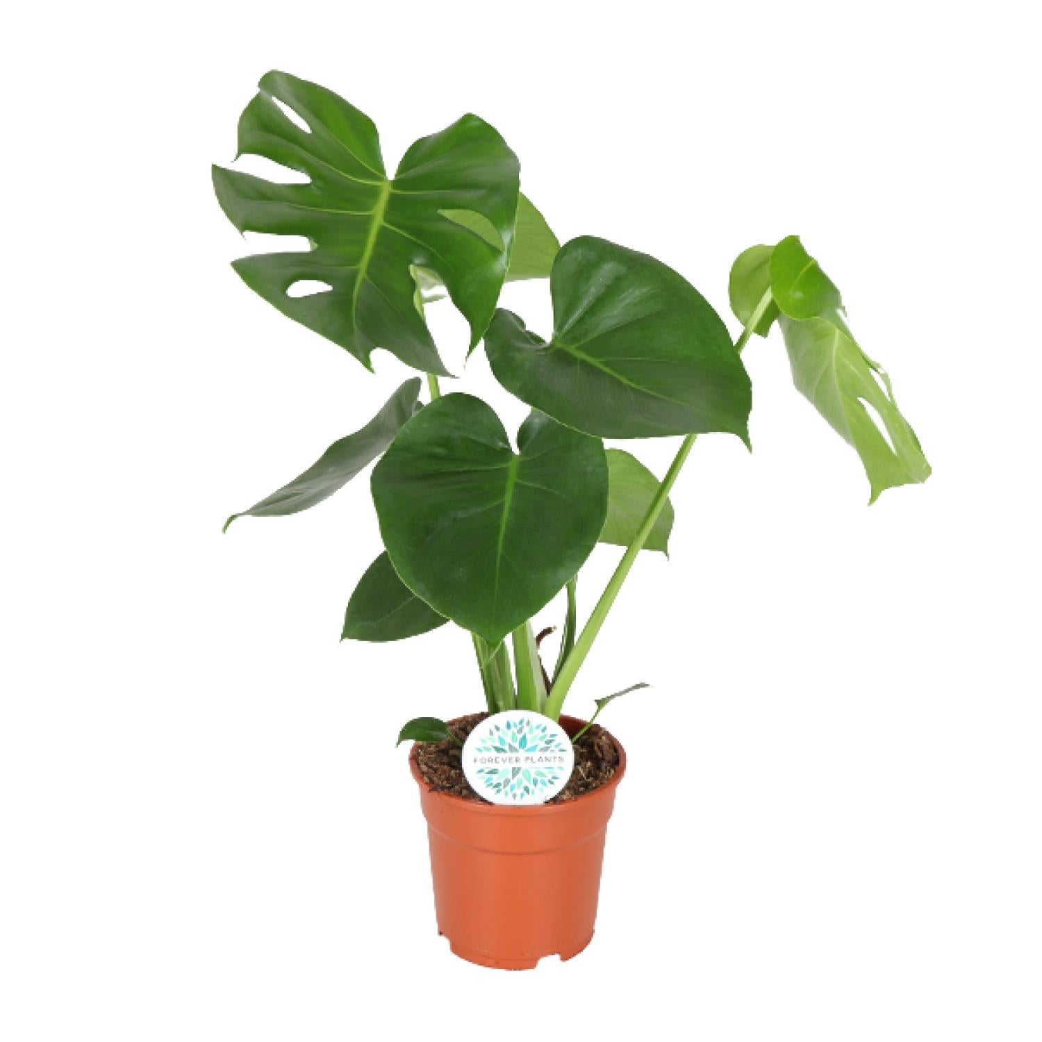 Monstera Deliciosa – roślina doniczkowa Ø17 cm, wysokość 55 cm, liście z naturalnymi dziurami
