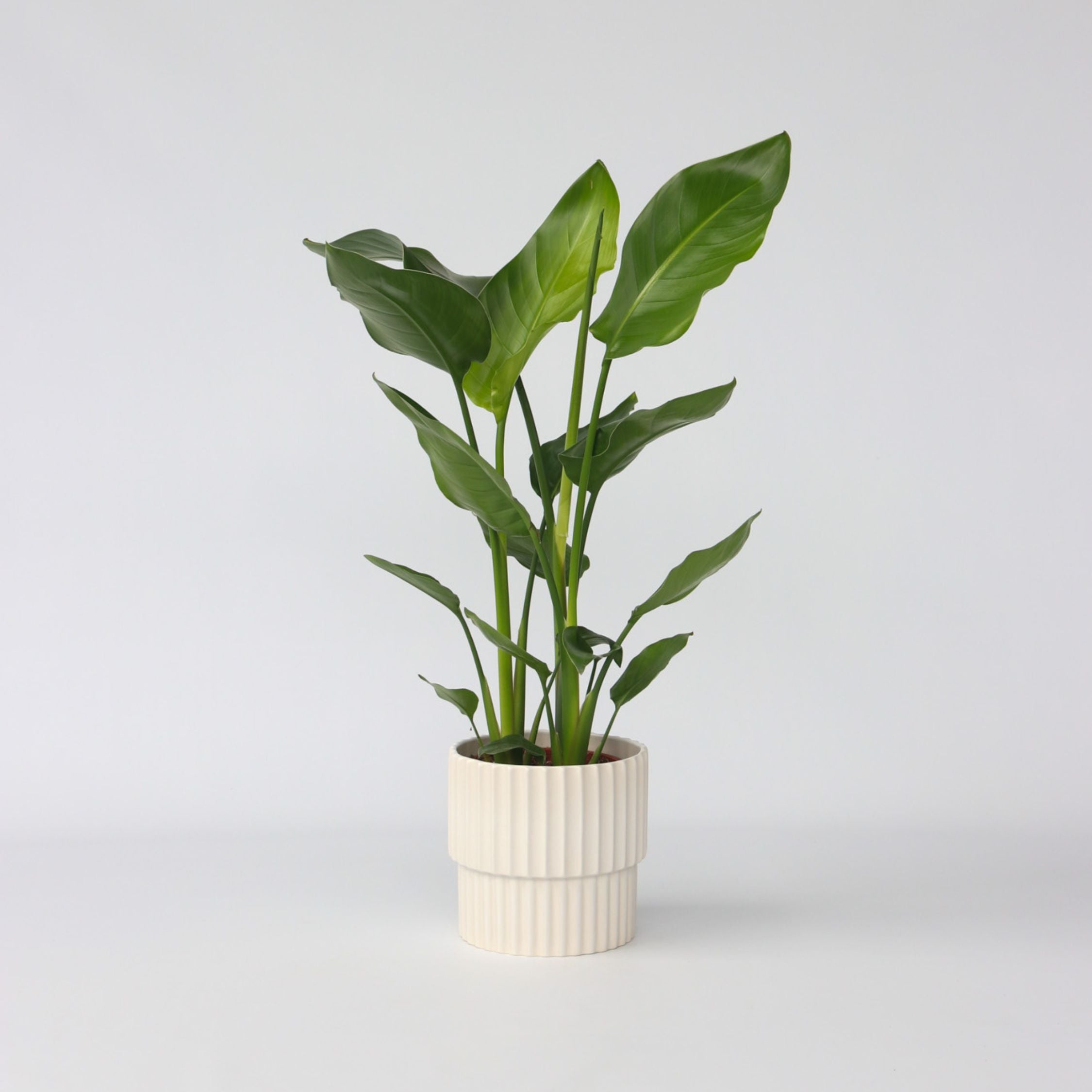 Oiseau de paradis - Strelitzia nicolai - Hauteur 55-70cm - ⌀17cm - 6