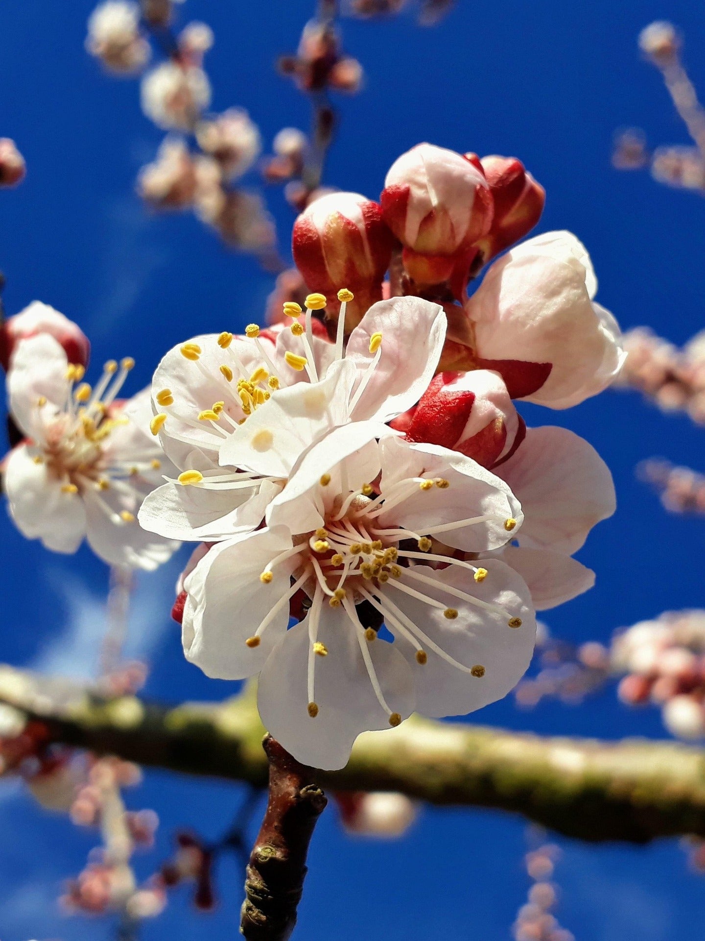 Abricotier nain Schramas Prunus armeniaca + Pot 23cm - 4