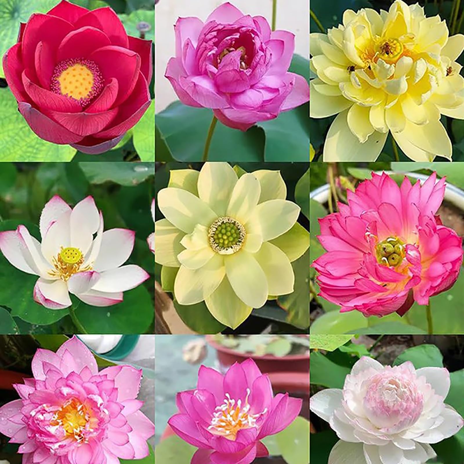 120 graines de lotus de couleurs mélangées, graines de lotus, graines de nénuphar, plantes hydroponiques quatre saisons - 8