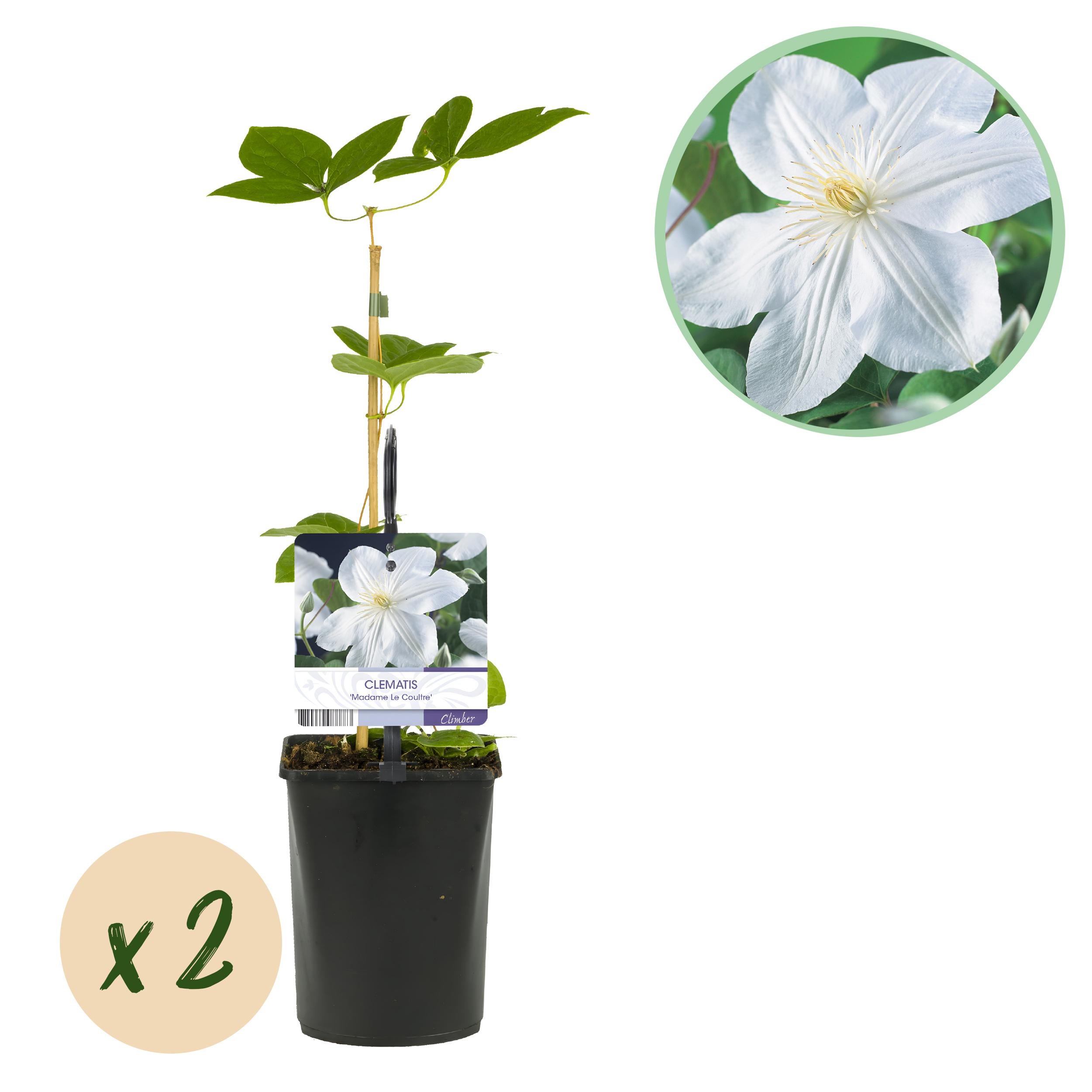 Green boutiQ Powojnik Madame Le Coultre – Pnącze kwiaty białe – Mało wymagające – 2 rośliny – Doniczka 11 cm – Wys 40 cm