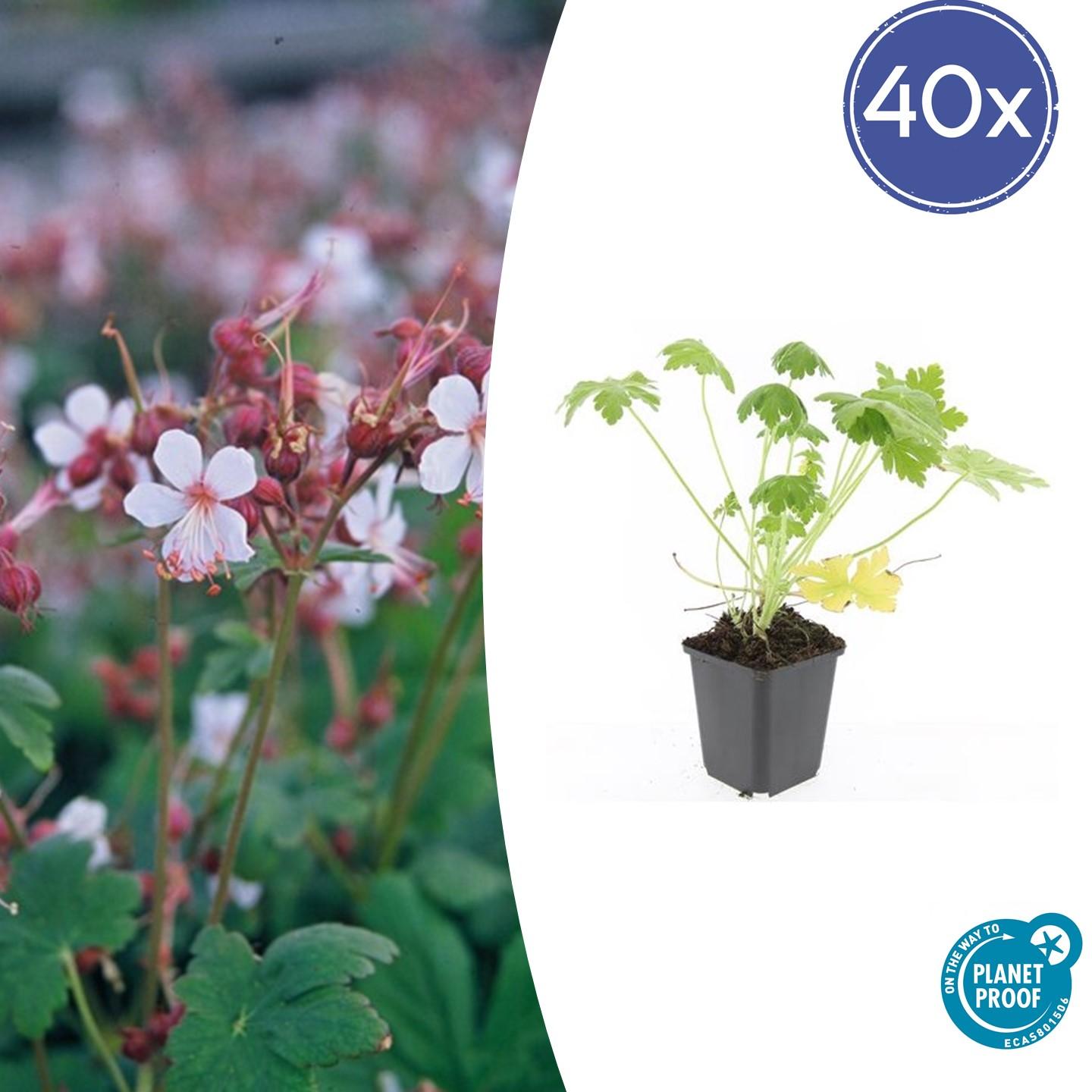 40x Géranium macrorrhizum 'Spessart' - Couvre-sol rustique à fleurs ...