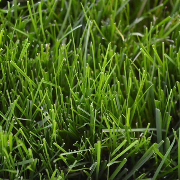 R&R SHOP - Semi per Prato, Festuca Arundinacea, Resistente e Duratura (1Kg- 40mq) - 3