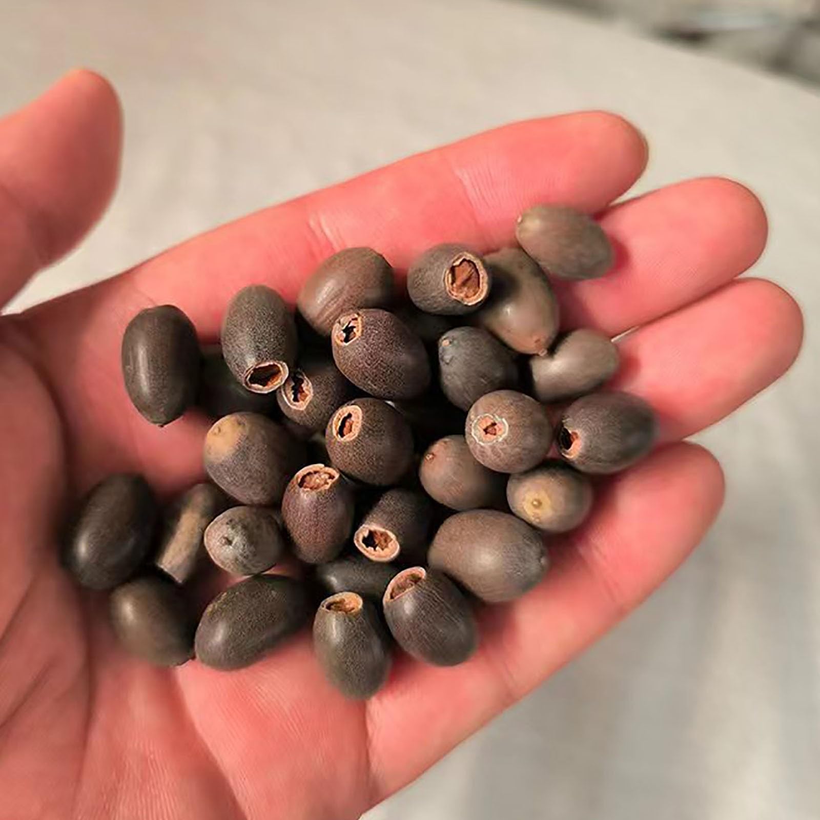 60 graines de lotus, mélange de couleurs, pour semis, lotus aquatique, plantes fleuries, pour culture aquatique, jardin - 5