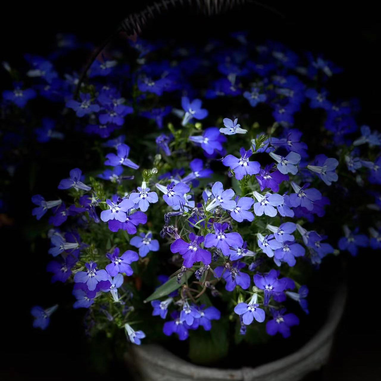 8000 graines de lobélia, faciles à cultiver, Graines de fleurs avec engrais, Graines de couvre-sol de fleurs sauvages, pour balcons, pots et bordures - 9