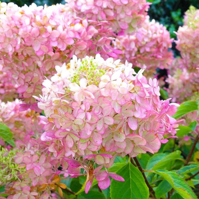 Hortensia Paniculé 'Pink Diamond' (Hydrangea Paniculata 'Pink Diamond') - Godet - Taille 13/25cm - Pépinières Naudet