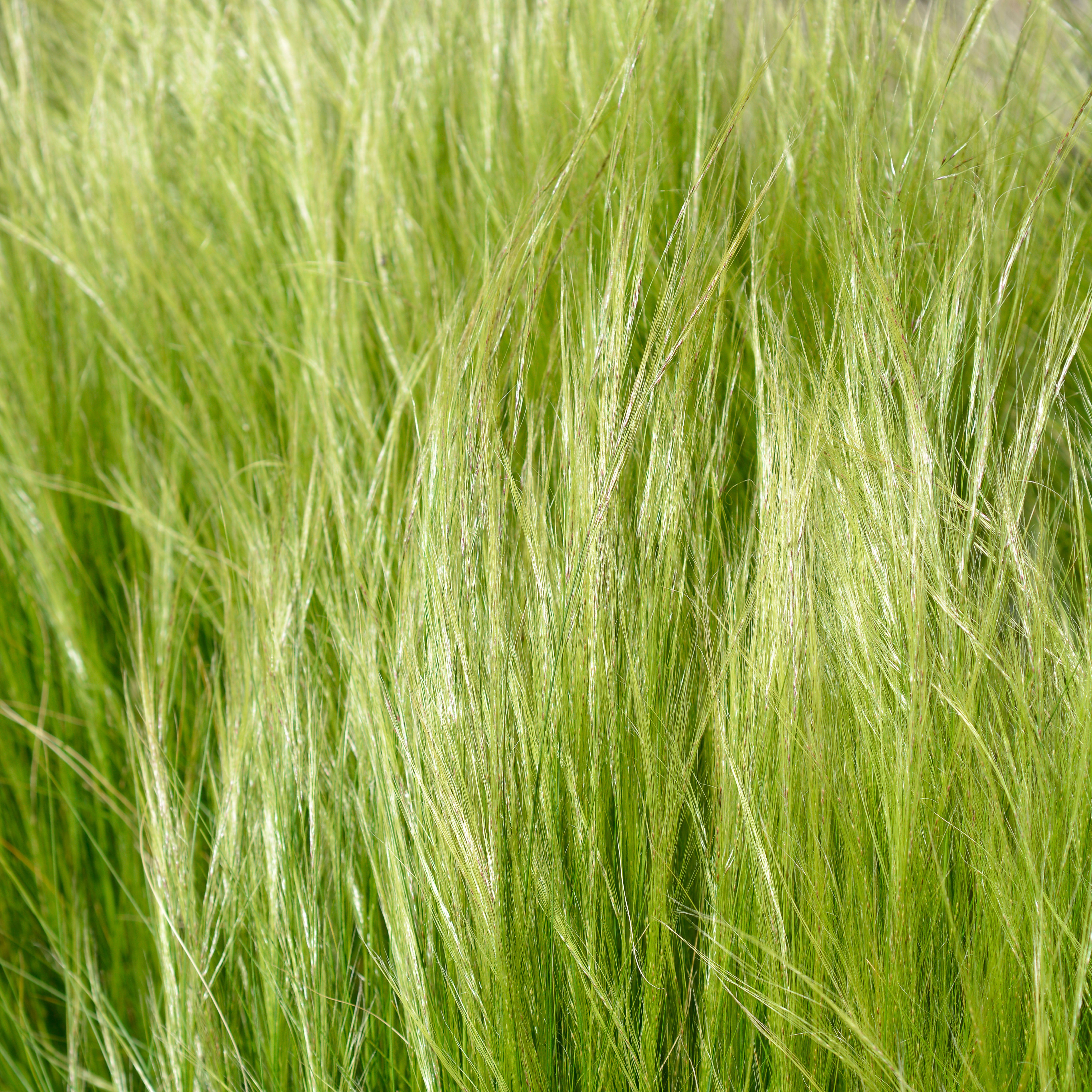 Lot de 3 - Stipa Tenuissima Ponytails - Herbe à plumes - H. 10-20 cm - P. 9x9 cm - 3