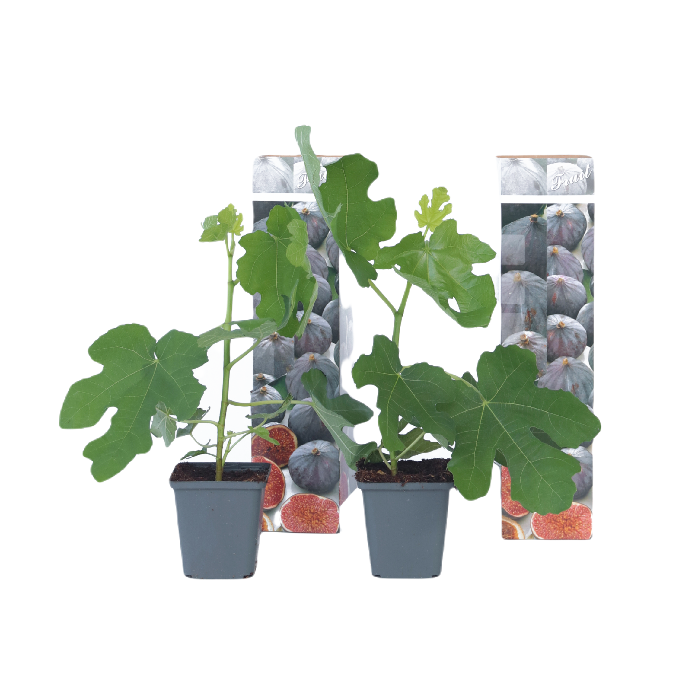Plant in a Box - Ficus Carica 'Fig Tree' - Set di 2- Vaso 9cm - Altezza ...