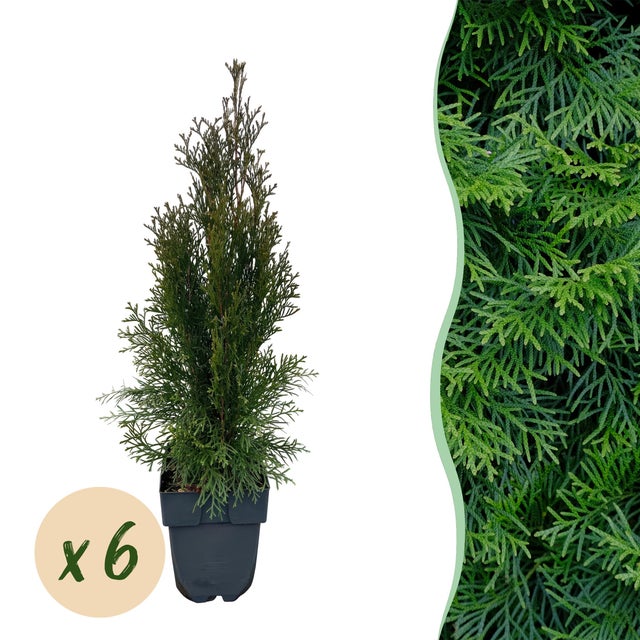 Thuja occ smaragd al miglior prezzo | Leroy Merlin