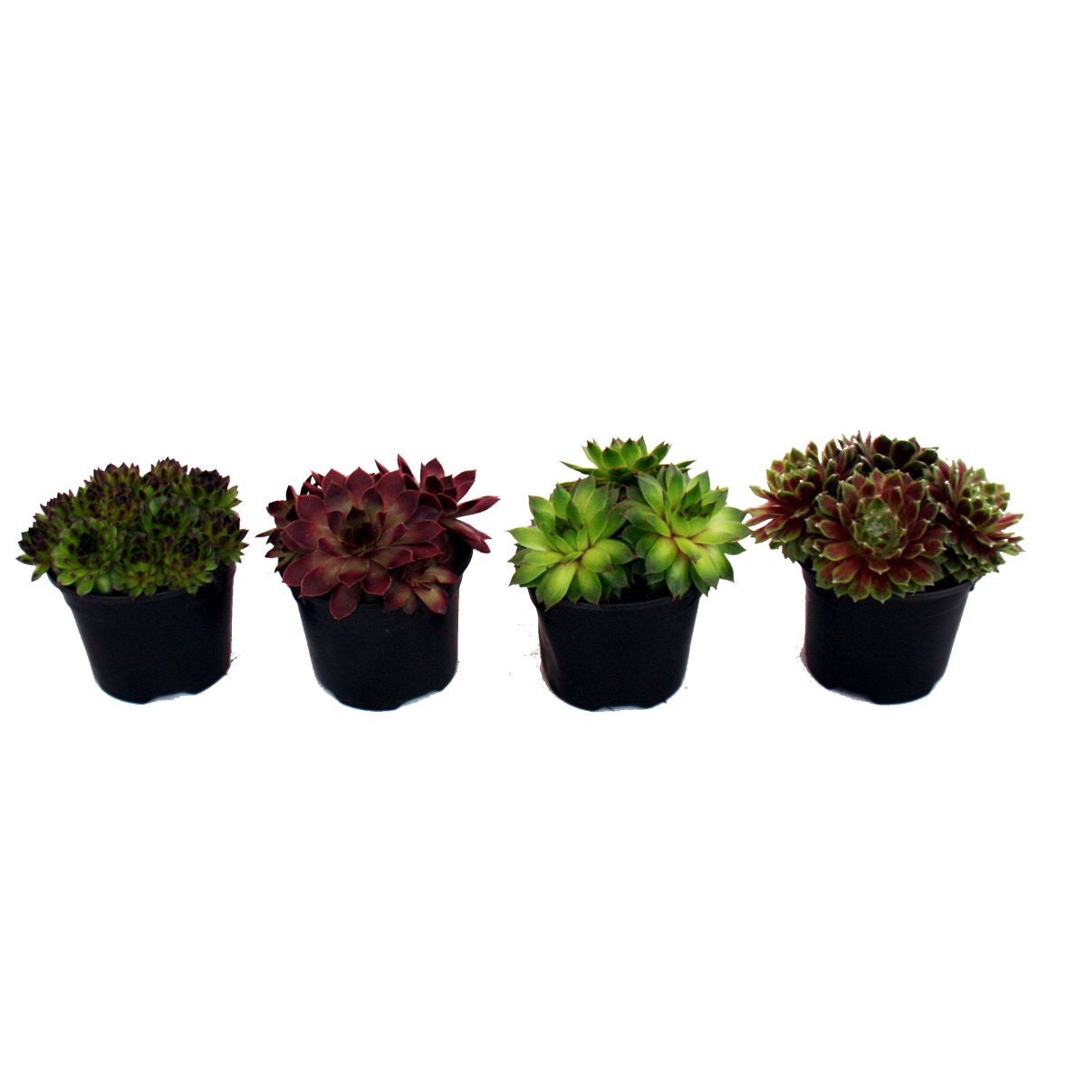 Semprevivo - set di 4 diverse varietà di Sempervivum - 2