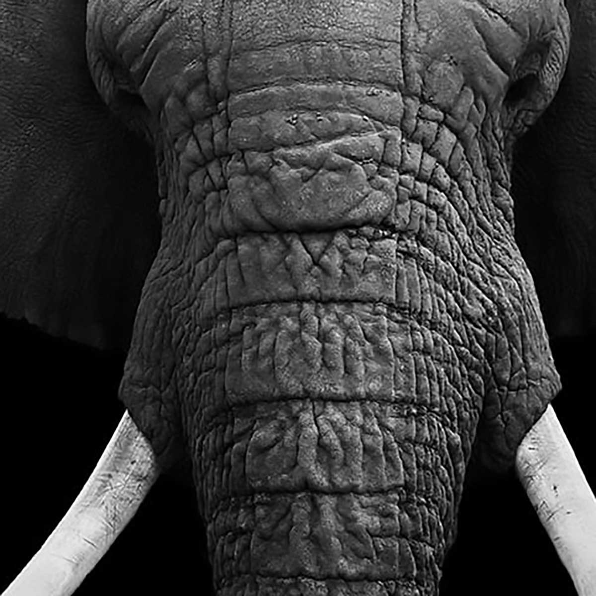 Tableau animaux elephant noir et blanc ivoire - 50x50 cm - 4