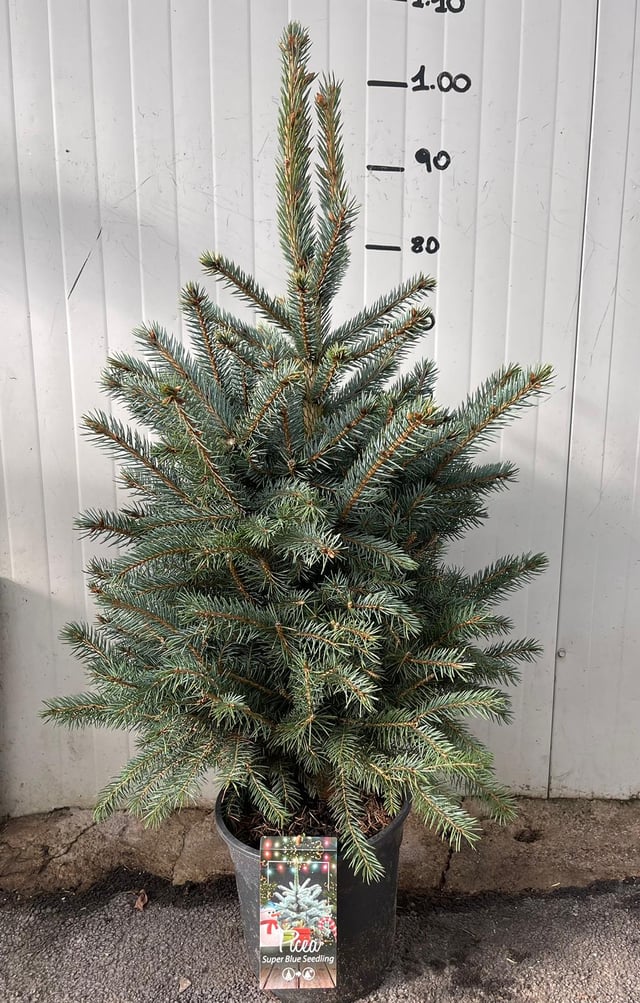 picea punges super blue abete blu pino argentato H100cm foto reali