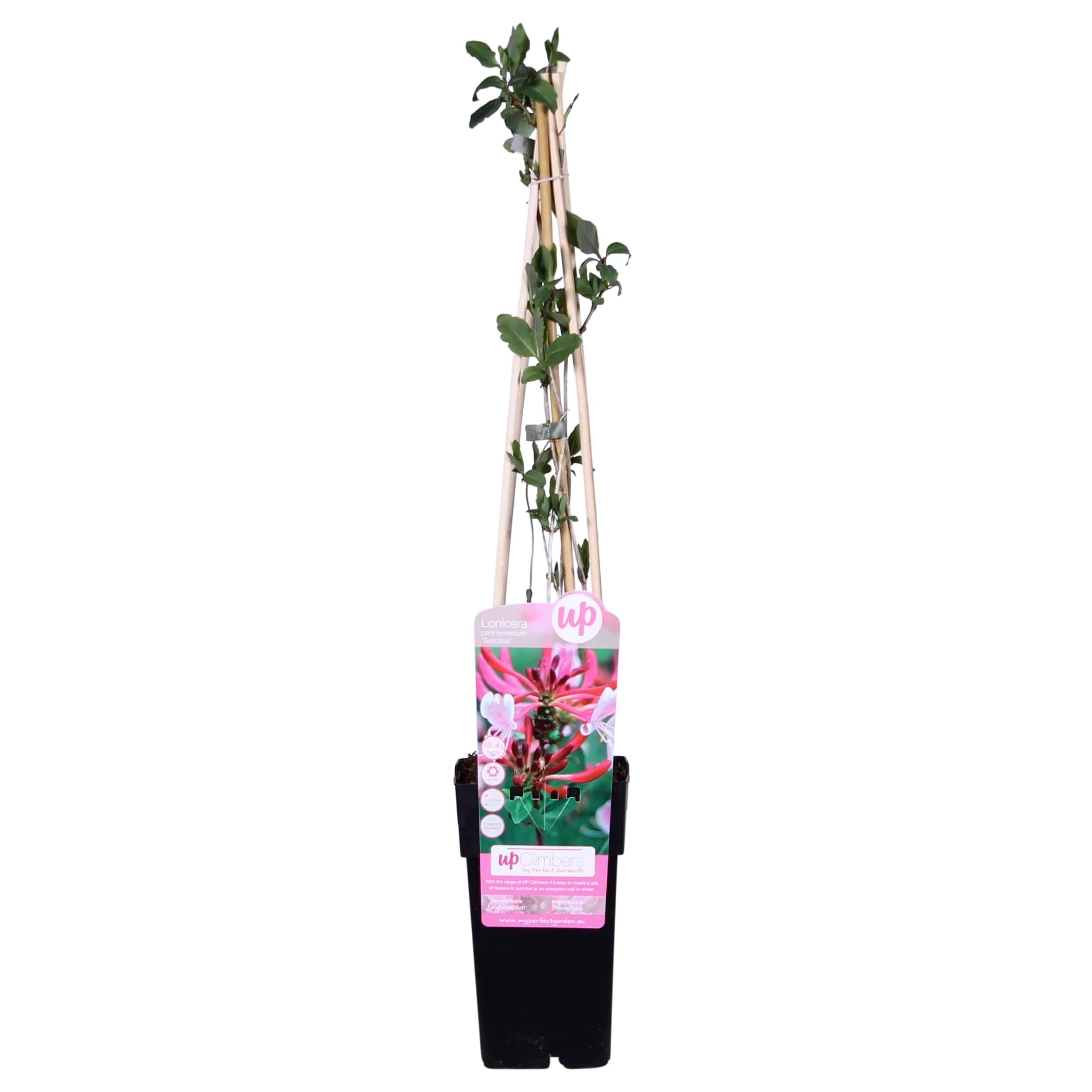 Lonicera periclymenum Serotina - Powojnik pachnący pnący - 15cm - 65cm