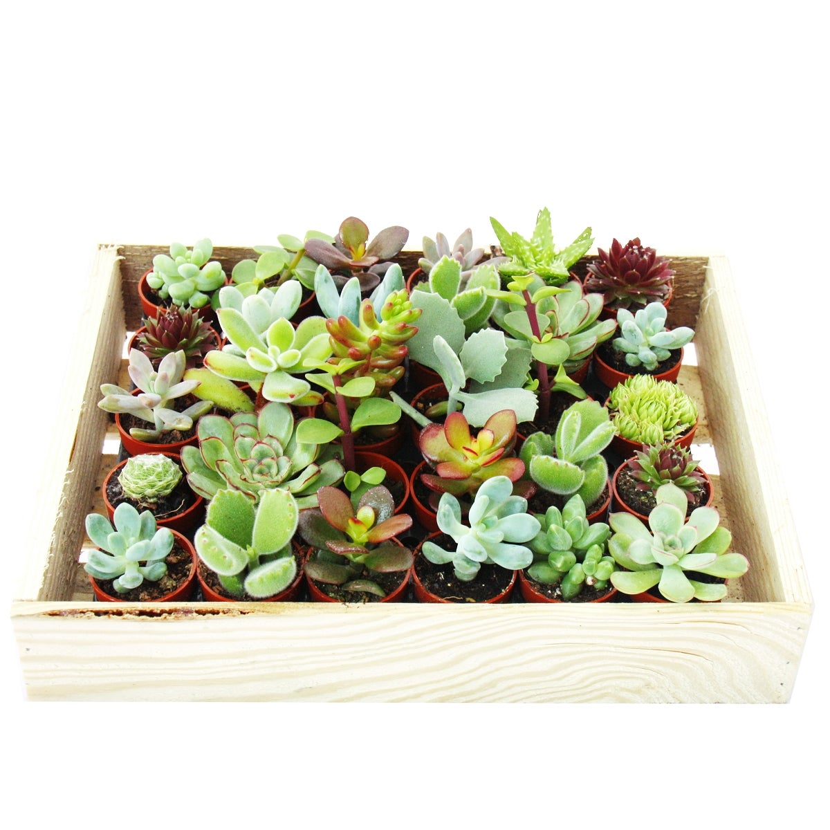 Mini succulente vaso da 3,5 cm - scatola di legno con 30 piante - 2