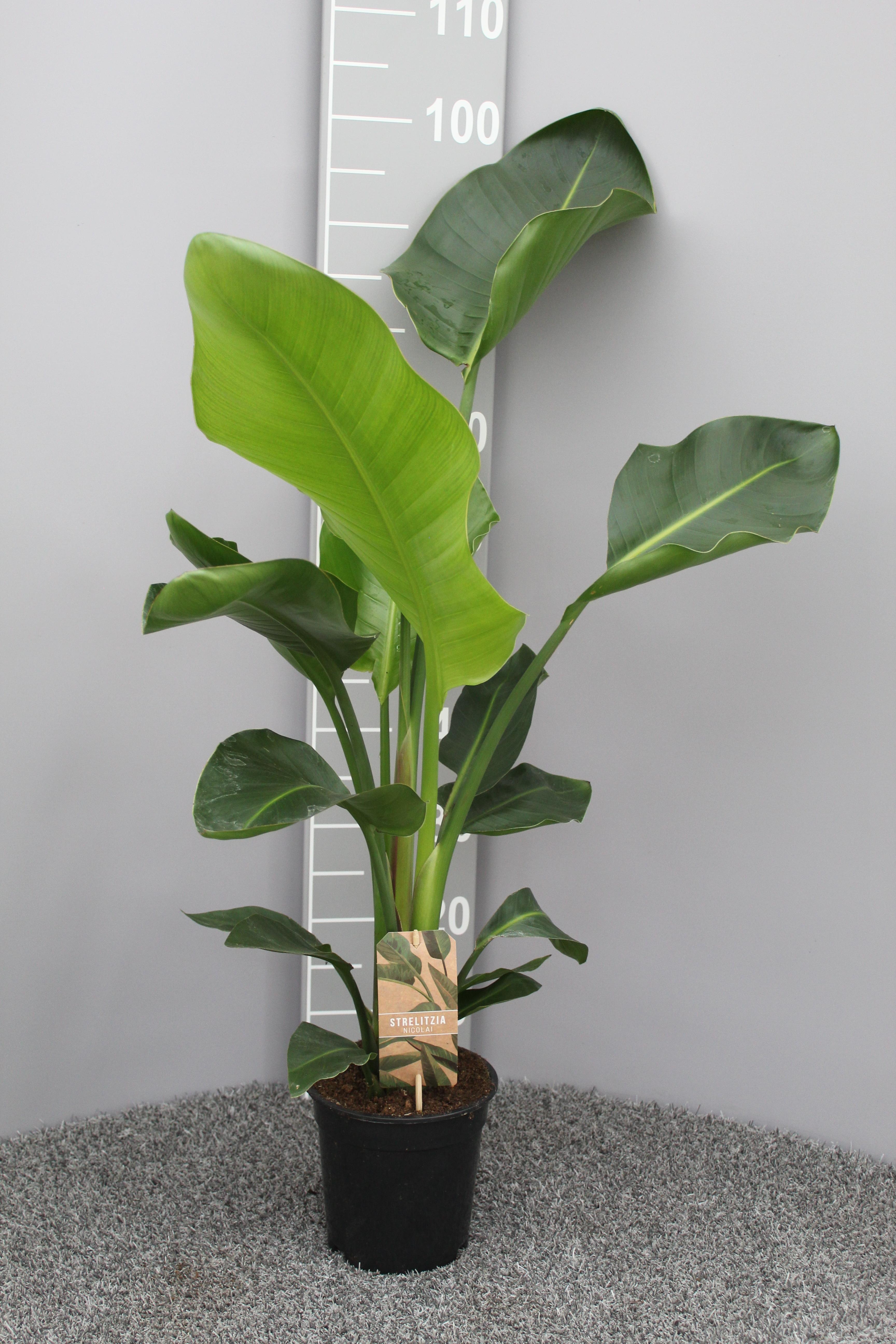 Strelitzia Nicolai P17 – Zestaw 2 roślin doniczkowych Ø17cm W70cm, dekoracyjne liście