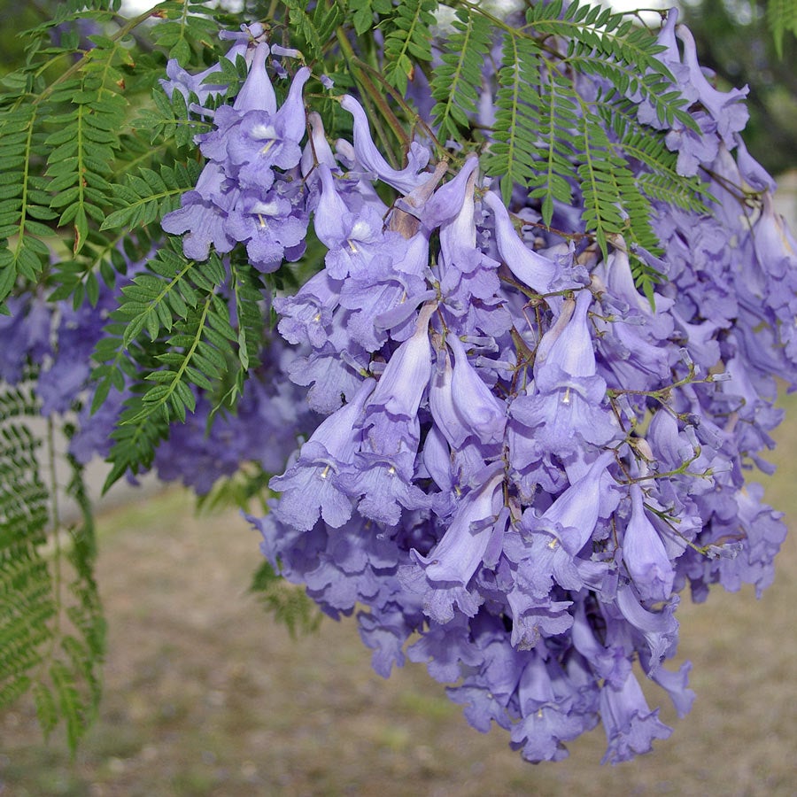 Jacaranda mimosifolia (Albero Glicine) vaso 18cm H 130CM - 2
