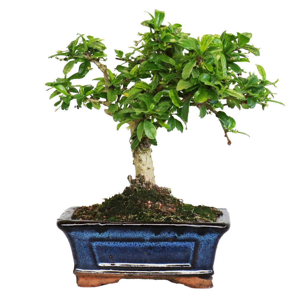 KENTIS - Bonsai Carmona - Bonsai T del Fukien T Coreano - Piante Vere da  Appartamento - Pianta da Interni - H 20-30 cm Vaso  15 cm | Leroy Merlin