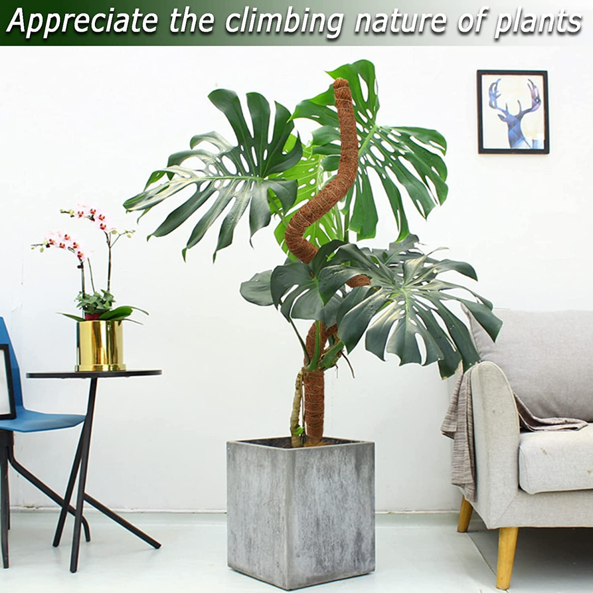 Lot de 3 poteaux en mousse de coco de 120 cm, piquets de plantes pliables pour plante Monstera pour la croissance des plantes grimpantes - 4