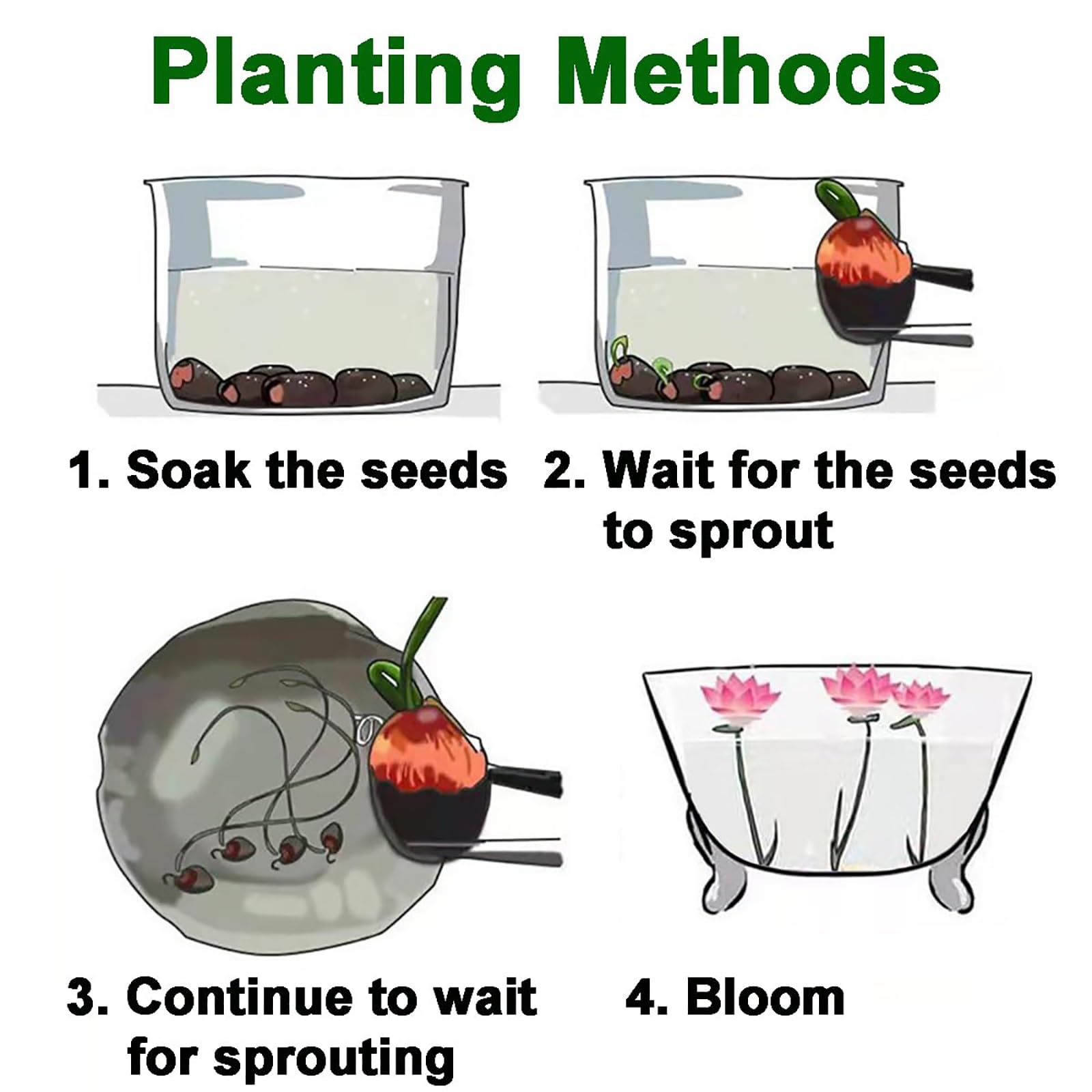 60 graines de lotus, mélange de couleurs, pour semis, lotus aquatique, plantes fleuries, pour culture aquatique, jardin - 2
