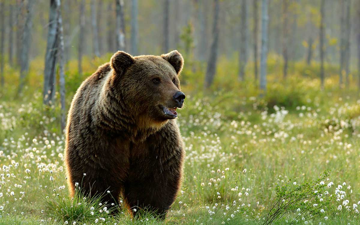 Quadro animali orso marrone in canada 80x50 cm Leroy Merlin