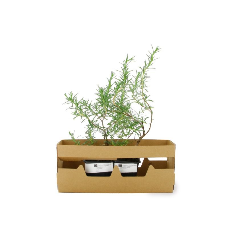 Romarin Officinal (Rosmarinus Officinalis) - Godet - Taille 13/25cm - Pépinières Naudet - 4