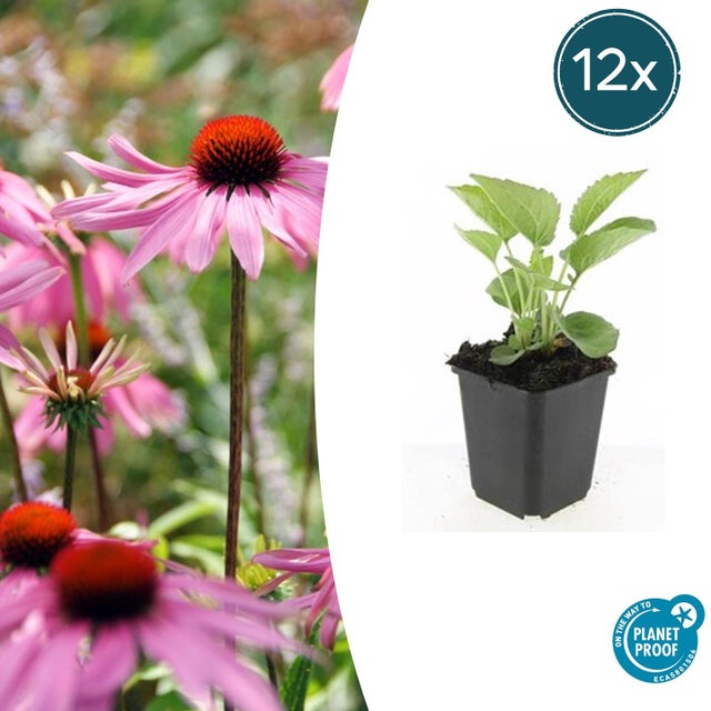 12x Jeżówka purpurowa 'Magnus' w doniczce Ø9cm - Bylina 10-25cm, różowe kwiaty, kwitnie latem, przyciąga owady