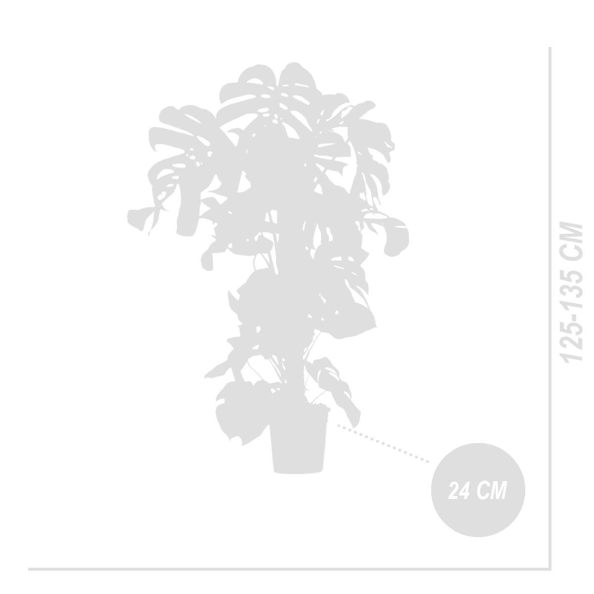 Monstera Deliciosa - Avec tige de mousse - Plante à fromage suisse - H. 120-140 cm - P. 24 cm - 5