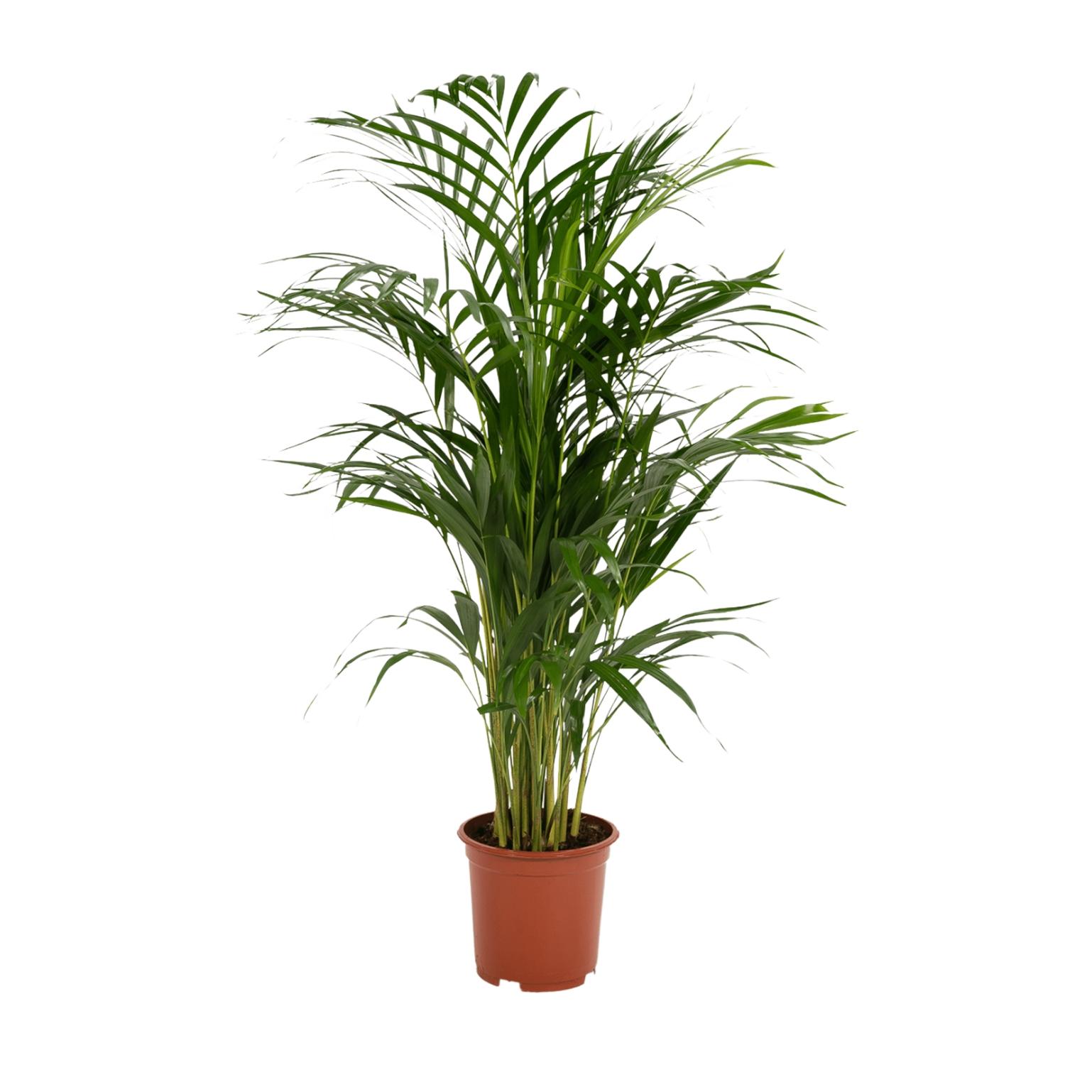 Palmier Areca plante d’intérieur feuillage vert hauteur 70 cm pot Ø17 cm– ComfortXL Green - 7