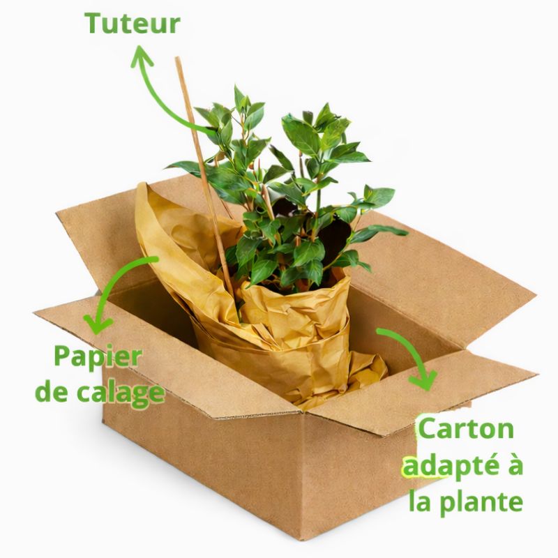Troène commun - Ligustrum vulgare en Pot 5L 100/120cm - 4