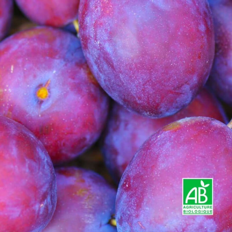 Prunier 'Monsieur Hatif' BIO (Prunus domestica 'Monsieur Hâtif ...