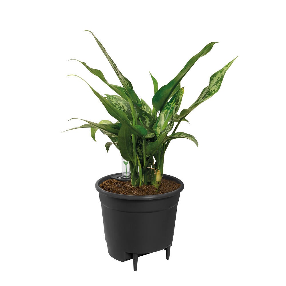 Pot Elho Ø 33 cm Noir Plastique - 5