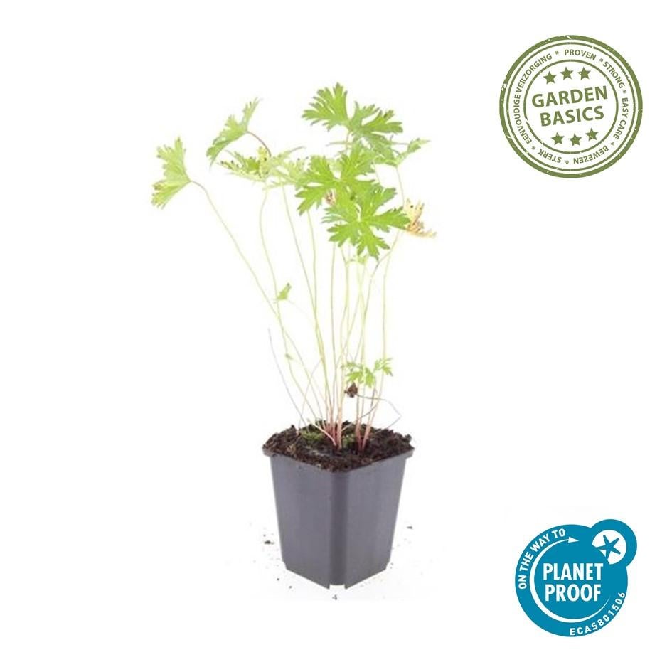 24x Plante Geranium 'Johnson's Blue' - ↕10-25cm (hauteur) - Ø9cm (diamètre)– ComfortXL Green - 3