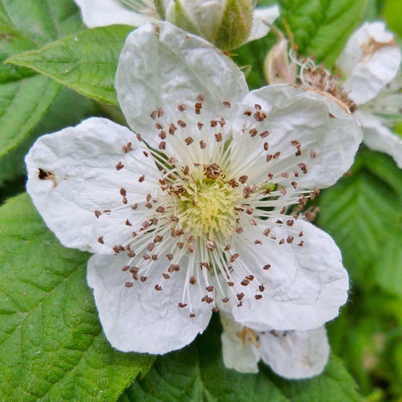 Ronce Commune ou Ronce des Bois (Rubus Fruticosus) - Godet - Taille 13 ...