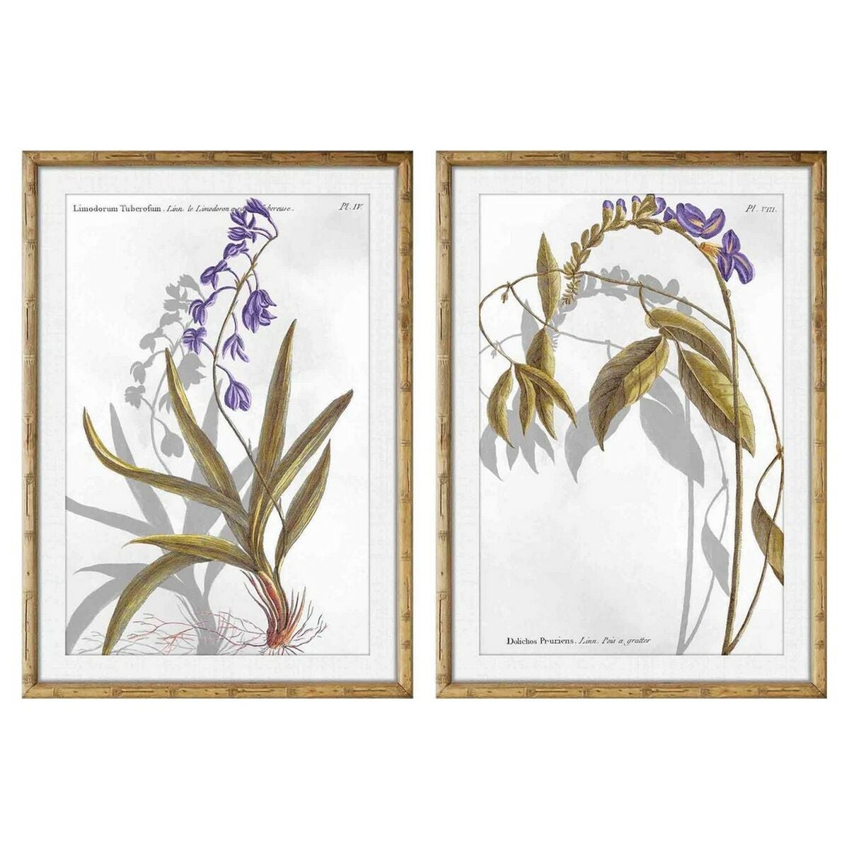 Cuadro dkd home decor 50 x 2 x 70 cm moderno plantas botánicas (2 unidades)