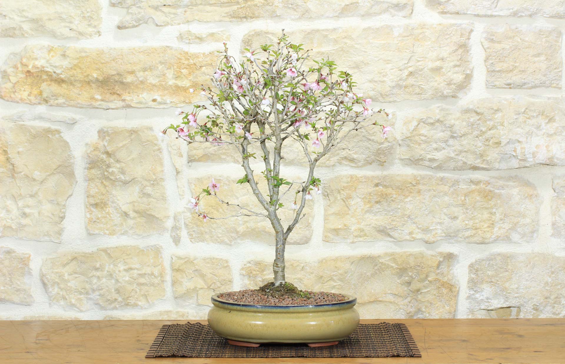bonsai mini garten Bonsai Anzucht Set – Mini-Garten für deinen eigenen Bonsai main image 0