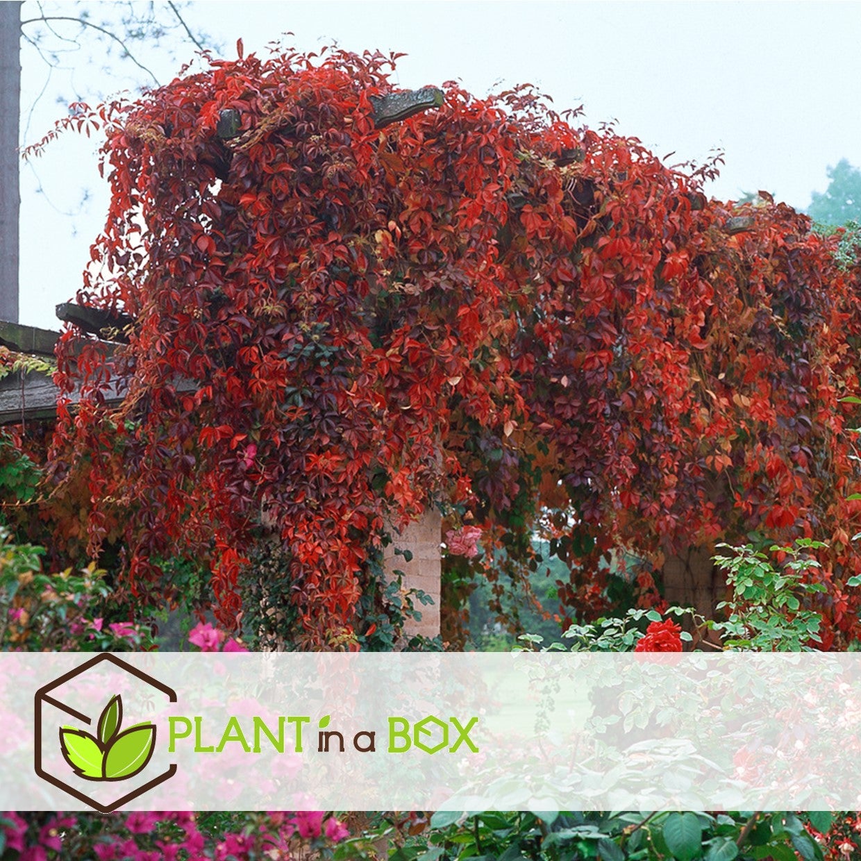 Vigne vierge - Set de 3 - Parthenocissus quinquefolia - Hauteur 25-40cm - ⌀9cm - 5