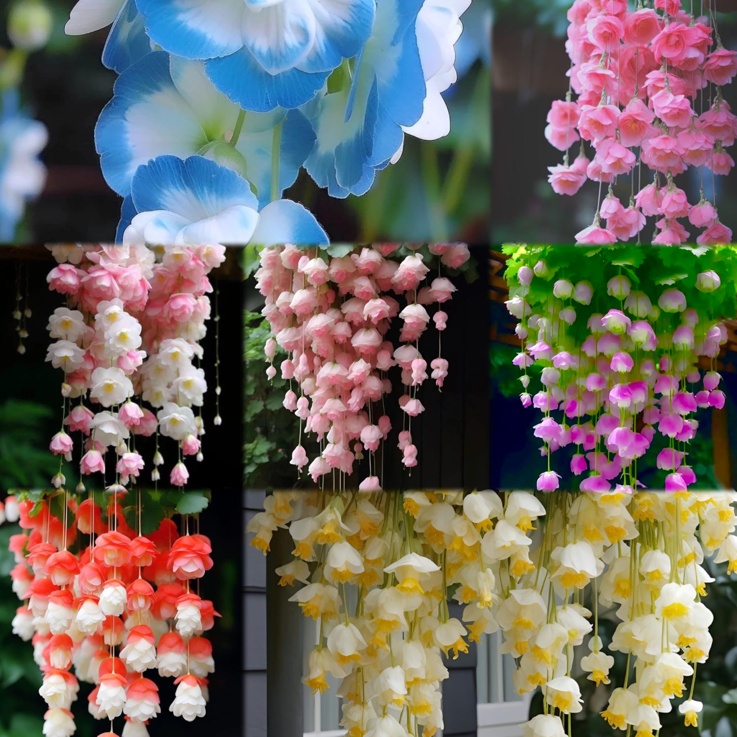 30 graines d'hortensia de couleurs mélangées | Arbuste à fleurs